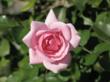 Rosa Bonica is pretty in pink.